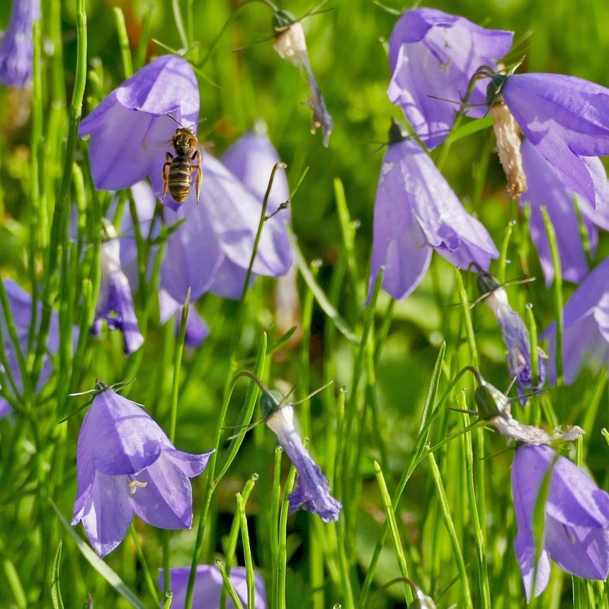 Glockenblume Rundblättrige  (Campanula rotundifolia)